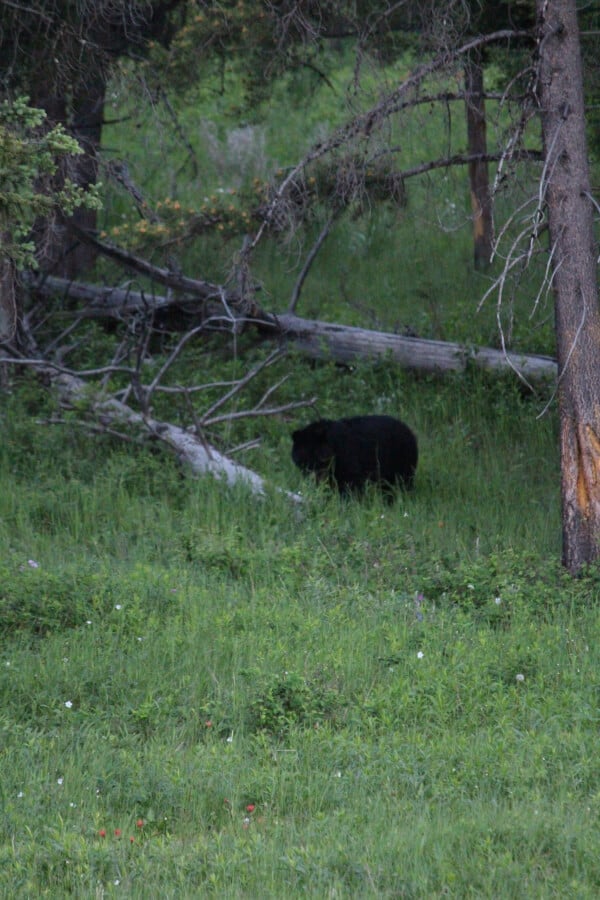 Black bear in Yellowstone